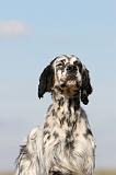 SETTER ANGLAIS 185